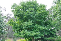 Magnolia Dr Merrell — photo 4
